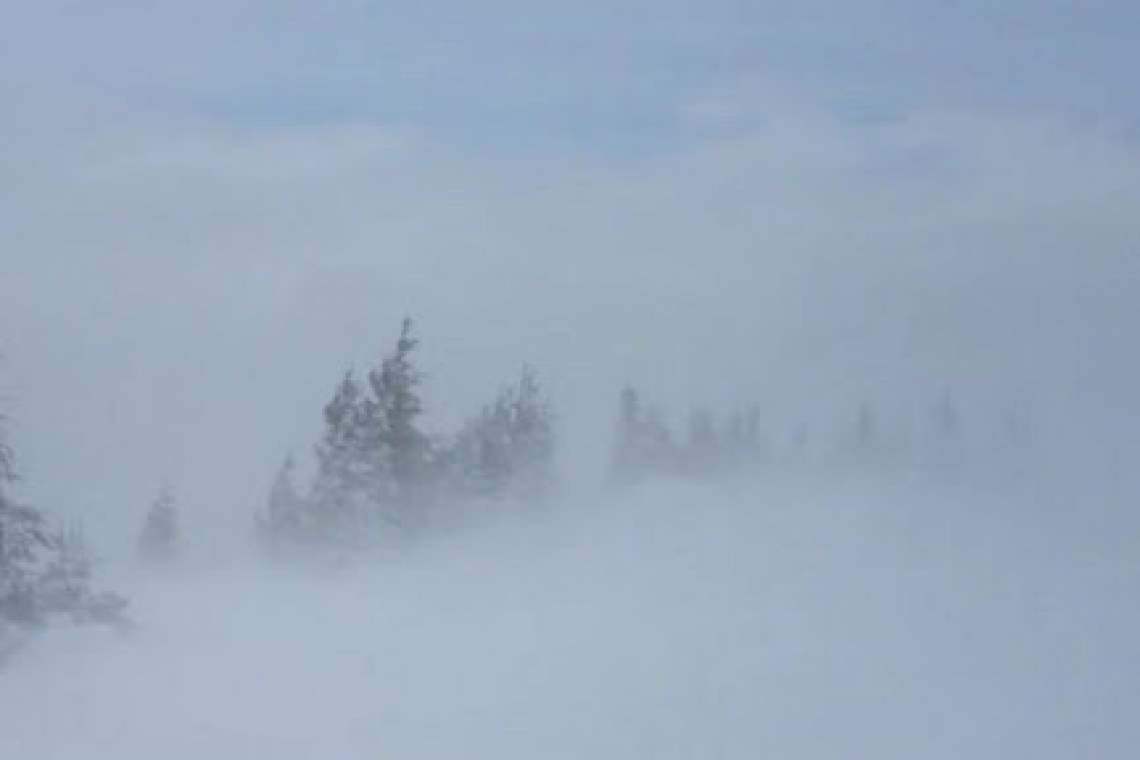 Cod galben de vânt, în zona montană înaltă din Prahova